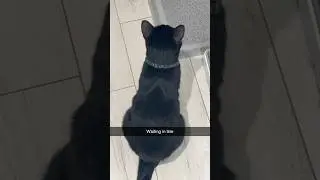 Waiting in line #cats #memes #funny
