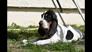 Sniper 1er entraînement sur une peau de Sanglier