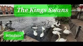 Kings swans at Windsor in Septembre 2024