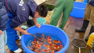 Shopping HIGH-QUALITY TOSAI KOI FISH at Marudo Koi Farm - One of the BIGGEST BREEDERS in Japan