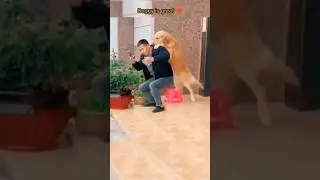 wow 😊 doggy is really helps the grandma 💕🐕 #dog #help #helping #grandma #shorts