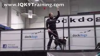 IQ K9 TRAINING | Small Dog Training | World Champion