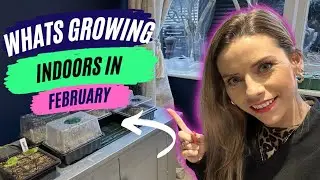 WHATS GROWING INDOORS IN FEBRUARY-Seedlings in the house, heat mat and windowsill