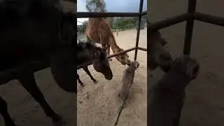 Unique Animal Bonding Moments. @pets_and_vet #animalbehavior #animals #conservation