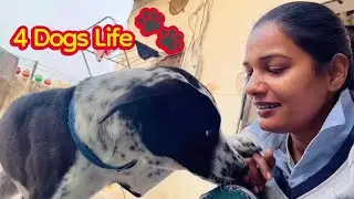 4 Dogs Aur Gaon Ki Zindagi | Real Village Lifestyle | LCP Pawlife