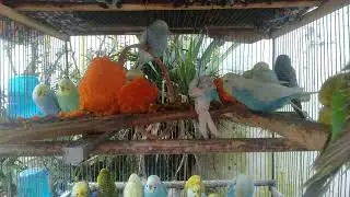 Ultra Luxury Pet Birds in a Designer Home