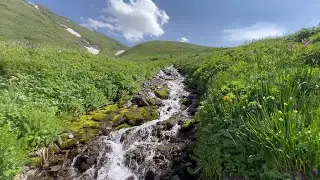 Hiking Through Alpine Flowers in Kyrgyzstan