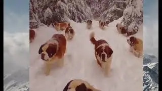 saint bernard lover #dailydog