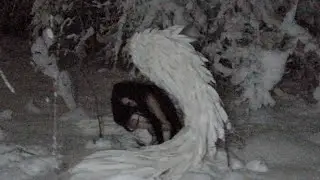 ICY ICY (Официальное видео) - Эшли Сиенна