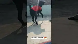 तू भी है!! #shots #mr #trending #labrador #jack #dog #viral #motivation #short