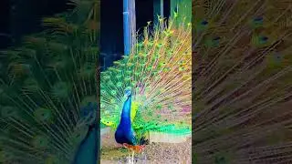The Mesmerizing Peacock Display | #PeacockDisplay #LuckyPeacockDisplay #PeacockLuck