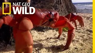 Millions of Red Crabs Swarm Christmas Island Every Year | Nat Geo Wild