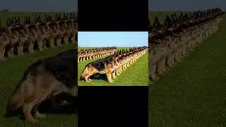 Протокол 300 тренеров превращает 1900 собак в элитные подразделения #K9Training #PoliceK9 #workin...