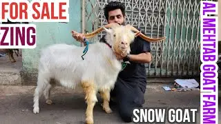 Exotic Zing Goat for Sale at Mehtab Goat Farm,  Nagpada. #viral #goats #sheep