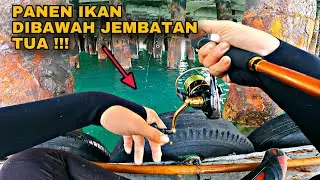 30 KG DALAM SEHARI ‼️ Surga Pemancing Dibawah Jembatan Tua !!!