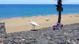 Egret at Beach in Puerto del Carmen, Lanzarote