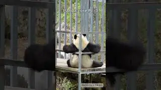 Panda core Pt. 3 🐼 #panda #pandas #pandacore #animals #animalcore #core