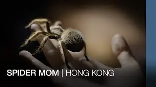 Living with 300 spiders at home | Hong Kong