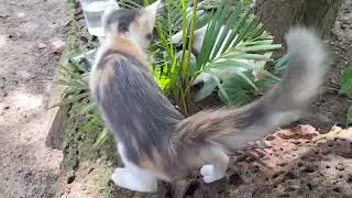 Cat Proofing Your Garden