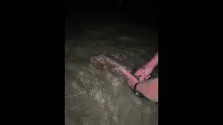 MANGROVE JACK RELEASE x 2 #mangrovejack #fishing #jackfish #mangrovesnapper #jacks #catchandrelease