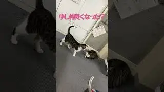 猫のいる職場part171 #特別養護老人ホーム #特養 #猫 #猫のいる職場 #社会福祉法人 #shorts #shortvideo #short #cat #ねこ #横浜 #新横浜 #介護