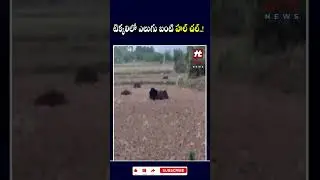 #bear #tekkali #breakingnews #latestnews #viralshorts #latestshorts #hittvtelugunews
