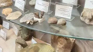 Fossils of snail shells | فسیل صدف و حلزون