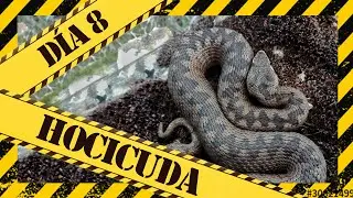 🐍⚠️🤩 RECOPILACIÓN de VÍBORAS hocicudas (Vipera latastei). Cuarentena con Iberozoa #quedateencasa