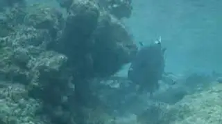Giant Trevally Hunting