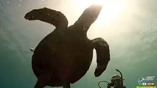 Diving in Kerama Island - Aloha Divers Okinawa