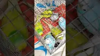 Aaj birds ko bheja Deepak bhai ko Muzaffarnagar &hearts;️ plzz like an subscrib #shortsviral #budgie