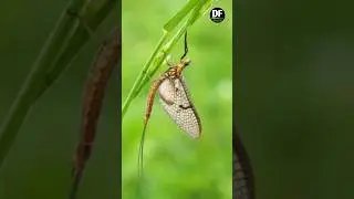 🦋 6 Cats Killer Butterfly! 😱 #shorts #ytshorts #factsmine #dipanshufacts #trendingshorts