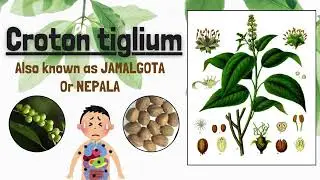 What is Croton Tiglium Poisoning? | Jamalgota
