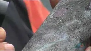 True North Gems - Ruby mining in Greenland