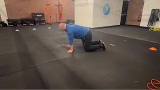 Quadruped scapula push ups