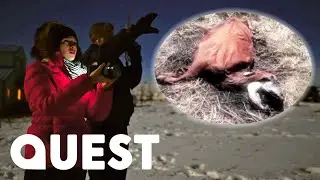 Are UFOs To Blame For These Animals Mysteriously Dying? | Alien Highway
