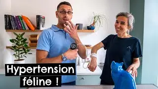 Hypertension art&eacute;rielle f&eacute;line #chats 🐱 #HTA