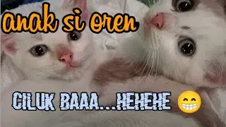 Anak kucing oren | makan kenyang main terus tidur.