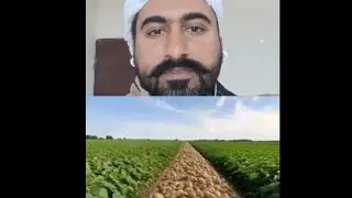 Potato Crop Prices Down | Alu di Fasal Rul gai #potato #former #kisan #pakafghantrade 