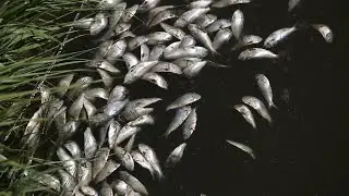 Massive fish kill makes a stink