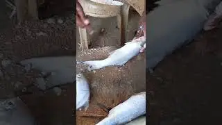 Indian Salmon fish cutting