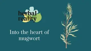 Mugwort (Artemisia vulgaris): Benefits, safety and medicinal uses