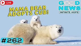 Mama Bear Adopts Cub & Christmas Kindness | GOOD NEWS &ndash; Infinite Hope #262
