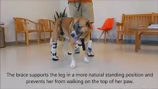 Bella the Anatolian Shepherd mix with custom My Pet's Hock Brace