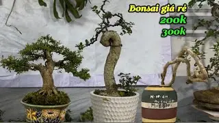 Bonsai triều võ-bán cây giá rẻ mai, sam, duối, dương quái 