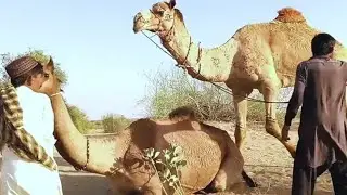Camel Fall Down On Earth |During His First Breed|Camel Weakness