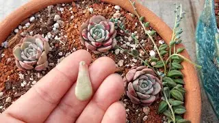 Echeveria Clara Bakımı Üretimi