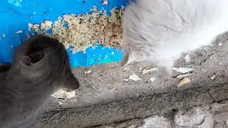 Feeding straycats fish #cats 