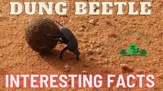 Навозный жук: интересные факты, катающиеся экскременты и навигация | Nature Connection