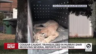 Cougar caught in Murray neighborhood; DWR getting several reports of sightings